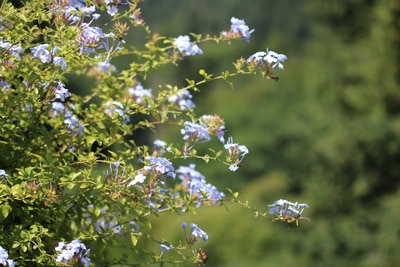 Bleiwurz - Plumbago auriculata