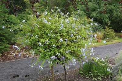 Bleiwurz - Plumbago auriculata