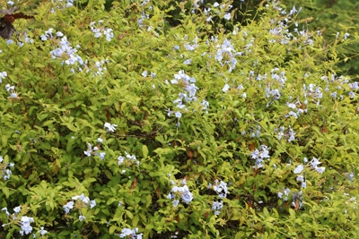 Bleiwurz - Plumbago auriculata