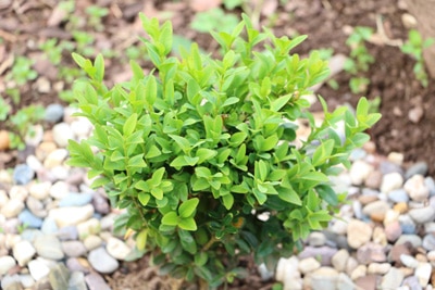 Buchsbaum - Buxus sempervirens