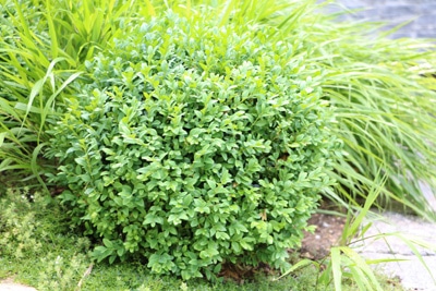 Buchsbaum - Buxus sempervirens