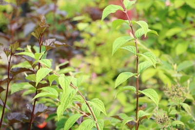 Deutzia hybrida 'Mont Rose' - Rosendeutzie 