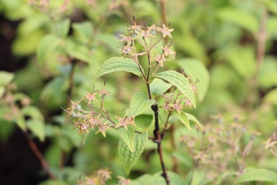 Deutzia hybrida 'Mont Rose' - Rosendeutzie 