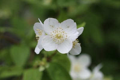 Deutzia magnifica - Hoher Sternchenstrauch 