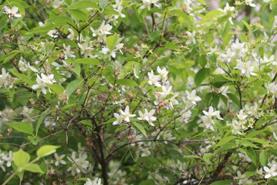 Deutzia magnifica - Hoher Sternchenstrauch 