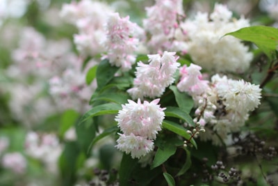 Deutzia magnifica - Hoher Sternchenstrauch