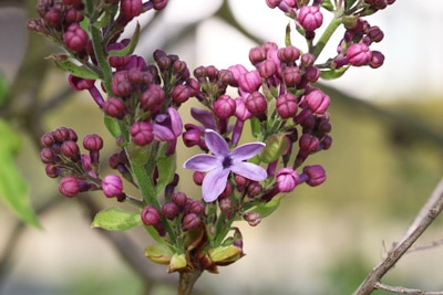 Edelflieder - Syringa vulgaris 'Ruhm von Hortenstein'