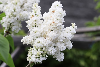 Flieder - Syringa