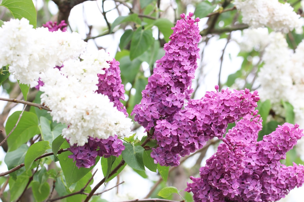 Flieder - Syringa