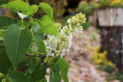 Flieder - Syringa