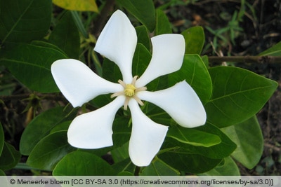 Gardenie - Gardenia angusta