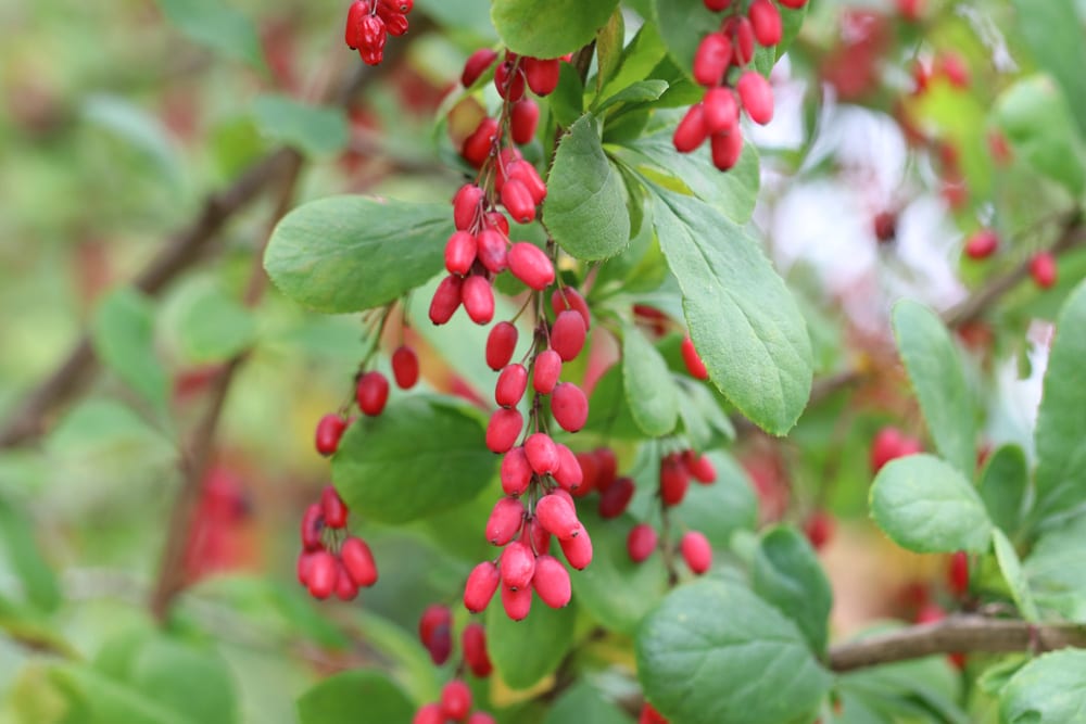 Gewöhnliche Berberitze - Berberis vulgaris