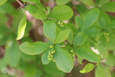 Gewöhnliche Berberitze - Berberis vulgaris