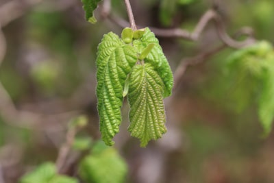 Blatt der Korkenzieherhasel