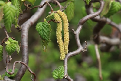 Blüte der Korkenzieherhasel