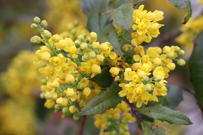 Mahonie - Mahonia