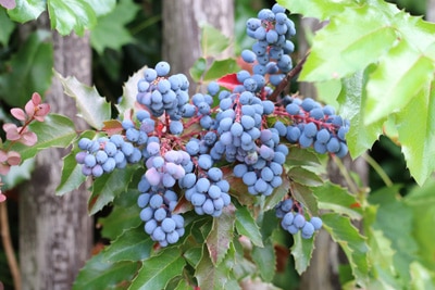 Mahonie - Mahonia