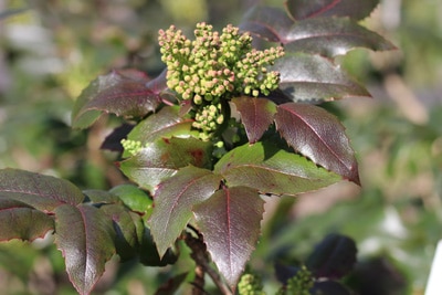 Mahonie - Mahonia aquifolium