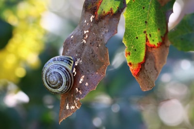 Mahonie mit Schnecke und Rostkrankheit