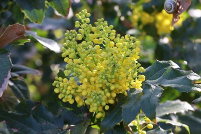 Mahonie - Mahonia aquifolium