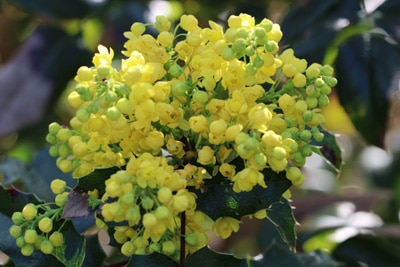 Mahonie - Mahonia aquifolium