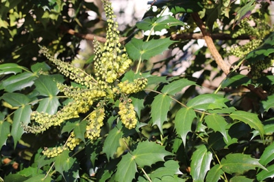 Mahonie - Mahonia bealei 