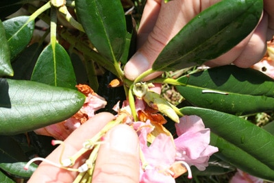 Rhododendron per Hand kontrollieren