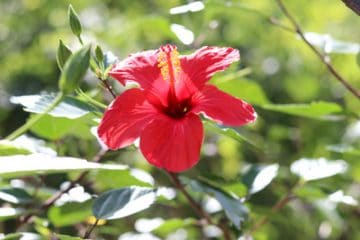 Roseneibisch Pflege und Schneiden des Gartenhibiskus Gartenrat.de