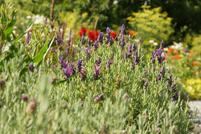 Schopf-Lavendel in der Sonne