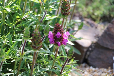 Einzelne Schopf-Lavendel-Blüte