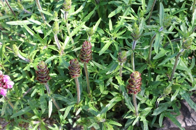 Schopf-Lavendel - Lavandula stoechas