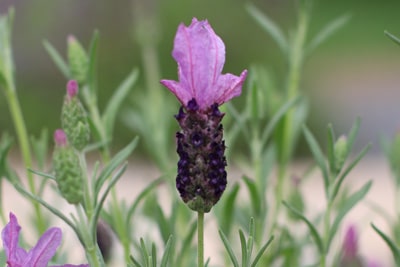 Einzelne Schopf-Lavendel-Blüte