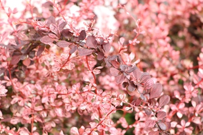 Thunberg-Berberitze - Berberis thunbergii