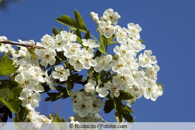 Blüten des Weißdorns