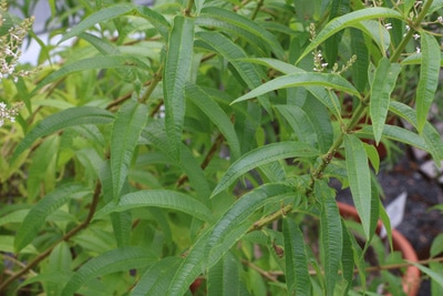 Zitronenstrauch - Zitronenverbene - Aloysia citrodora 