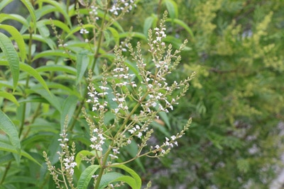 Zitronenstrauch - Zitronenverbene - Aloysia citrodora 