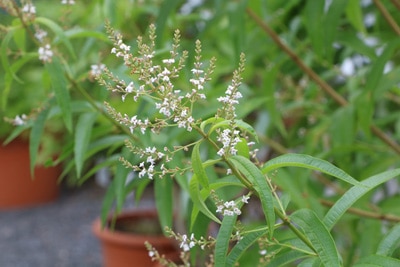 Zitronenstrauch - Zitronenverbene - Aloysia citrodora 