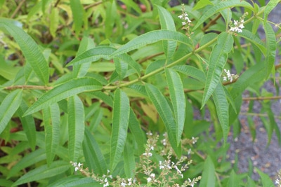 Zitronenstrauch - Zitronenverbene - Aloysia citrodora 