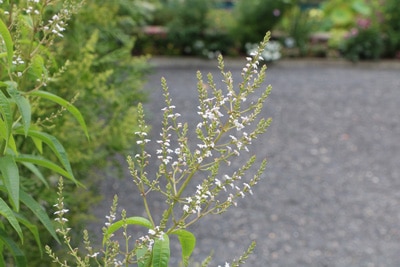 Zitronenstrauch - Zitronenverbene - Aloysia citrodora 