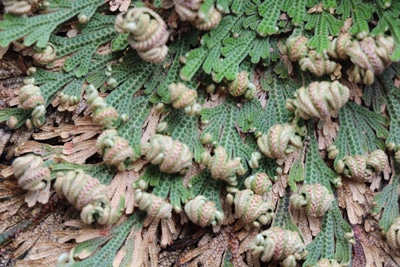 Unechte Rose von Jericho