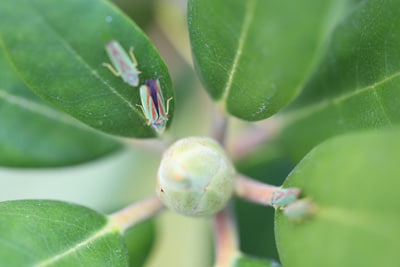 Rhododendronzikade