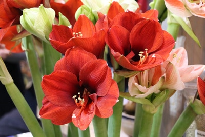 Amaryllis - Ritterstern