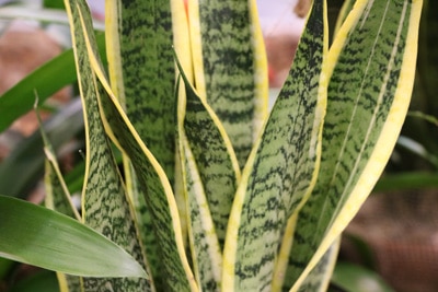 Bogenhanf - Sansevieria 