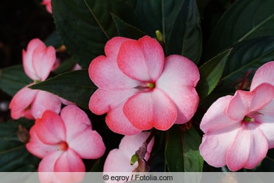 Edellieschen - Impatiens Neuguinea