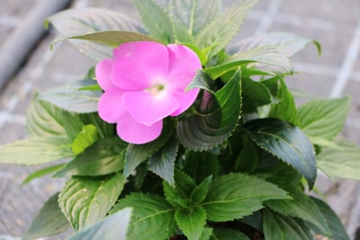 Edellieschen - Impatiens Neuguinea