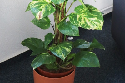 Philodendron - Baumfreund