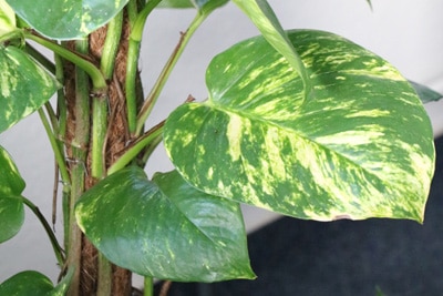 Philodendron - Baumfreund