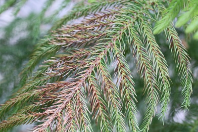 Zimmertanne - Araucaria heterophylla