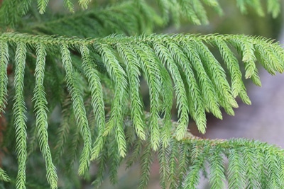 Zimmertanne - Araucaria heterophylla