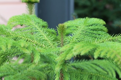 Zimmertanne - Araucaria heterophylla